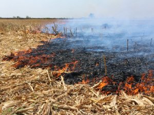 Anız yakmak hem toprağı hem çevreyi öldürüyor