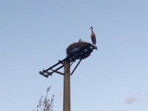 Yangından kurtarılan yavru leylek yaşama tutundu
