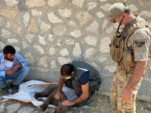 Yaralı yavru ayıyı önce beslediler, ardından tedavi edilmesi için ekiplere teslim ettiler