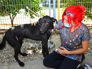 Manavgat’ta veterinerler, yaralı canlar için seferber oldu