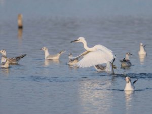 Göçmen kuşların sonbahar telaşı