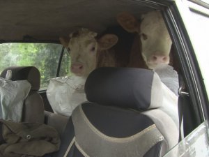 Buzağılarını aracının bagajına koyarak kurtardı