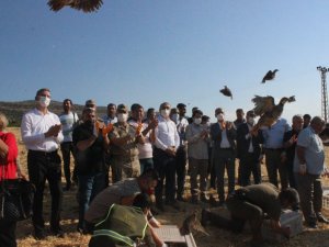 Suriye sınırında kınalı keklikler doğaya salındı