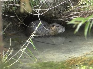 Ağrı Dağı Milli Parkı’nda su maymunları görüntülendi