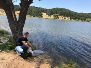 Göletlere 120 bin adet sazan balığı yavrusu bırakıldı