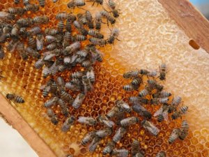 Yanan ormanlar tüm ülkedeki arıcıları etkiledi