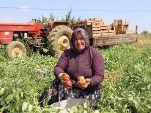 Bilecik’te domates hasadı başladı