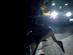 Ölmek üzere olan leyleğin yardımına koştular