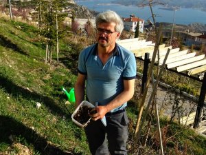 Yanan ormanlar için 15 bin meşe palamudu yetiştirecek