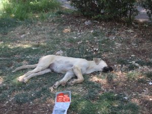 Yüksek sıcaklık sokak hayvanlarını da etkiledi