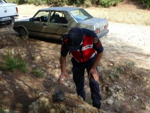 Manavgat’ta jandarma, kaplumbağayı yanmaktan kurtardı