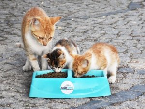 Yaz sıcaklarında sokak hayvanlarına destek