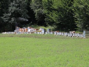 Hava şartları arıcıları olumsuz etkiledi