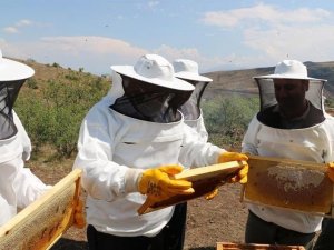Erzincan’da bal hasadı başladı