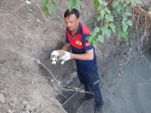Yavru köpekler düştüğü çukurdan kurtarıldı