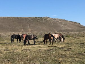 Kars’ta yılkı atları doğal ortamlarında görüntülendi