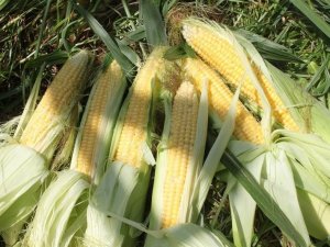 Kadın çiftçiler tarımsal yeniliklerle buluşuyor