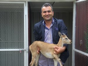 Raybüsün çarpması sonucu yaralanan yavru dağ keçisi DKMP’de koruma altına alındı