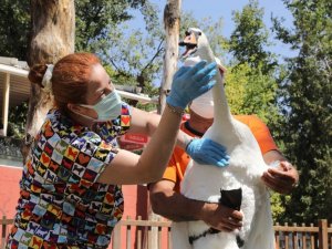 Çankaya’nın simgesi kuğular sağlık kontrolünden geçirildi