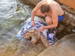 Kaplumbağa için seferber oldular