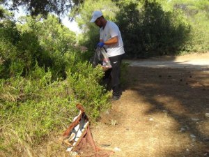 Manavgat’ta yangın sonrası gönüllülerden, ormanlık alanda temizlik
