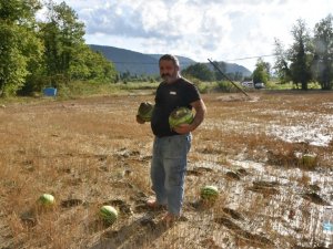 Sinop’ta yaşanan sel felaketi karpuz tarlasını da vurdu