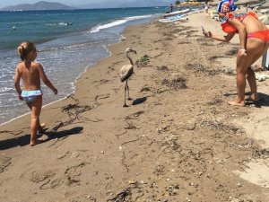Flamingo’yu sahilde görenler şok oldu
