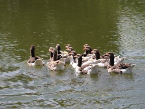 Porsuk Çayı’nda kazlardan görsel şölen