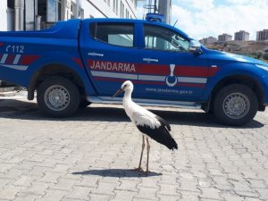 Jandarma yorgun leyleğe sahip çıktı