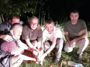 Otomobilin çarptığı karaca yaralandı