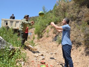 Antalya’da yangından etkilenen yaban hayatı unutulmadı