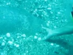 Dünyaca ünlü sahilde Nil Kaplumbağası böyle görüntülendi