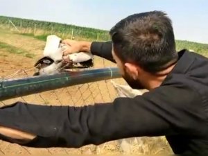 Çitlere takılan kargayı çiftlik çalışanı kurtardı