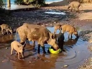 Aç kalan domuzlar sahile indi