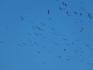 Leyleklerin göçü İskenderun Körfezi’nde güzel görüntüler oluşturdu