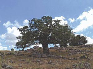 İzmir’in ormanları için yeniden “İzmir dayanışması”