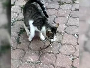 Kediyle yılanın kavgası kameraya yansıdı