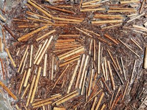 Karadeniz ’tomruk deniz’ oldu