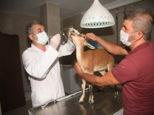 Hasta halde bulunan yavru ceylan tedavi altında alındı