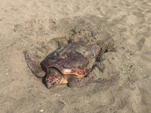 Mersin kumsalı, dünyada çok nadir görülen bir olaya ev sahipliği yaptı