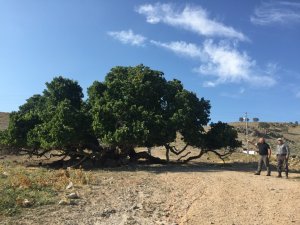 Bu ağacın yaşı hesaplanamıyor