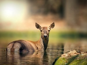 Ormanya’ya uluslararası ödül