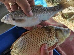 Van’da sazangillerin av yasağı sona erdi