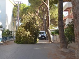 Yaşlı çam ağacı sokağa devrildi