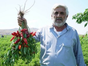 Çiftçi, fide desteğinden memnun