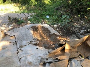 Doğaya bilinçsizce bırakılan köpek mamaları sağlığı tehdit ediyor