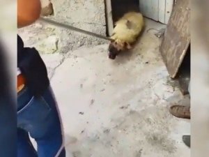 Siverek’teki görüntü hayvanseverleri ayağa kaldırdı