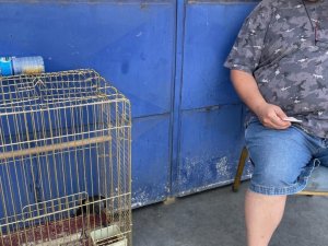 Sanayide yuvasından uçamayan yavru kargaları besliyorlar