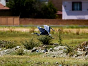 Yiyecek arayan gri balıkçıl renkli görüntüler oluşturdu