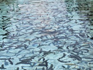 Erzincan’da alabalık üretimi ivme kazandı